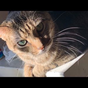 Meet your Posher, Allison